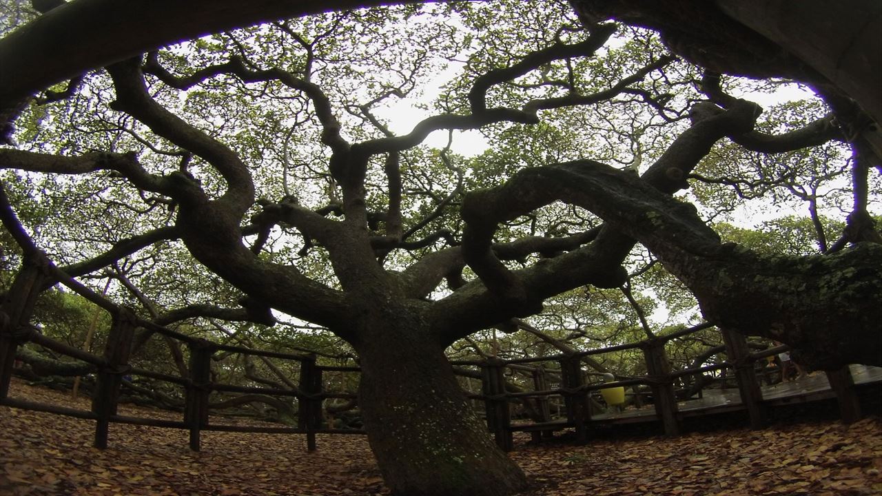 Litoral Sul Vip - Off Road 4x4 foto 1