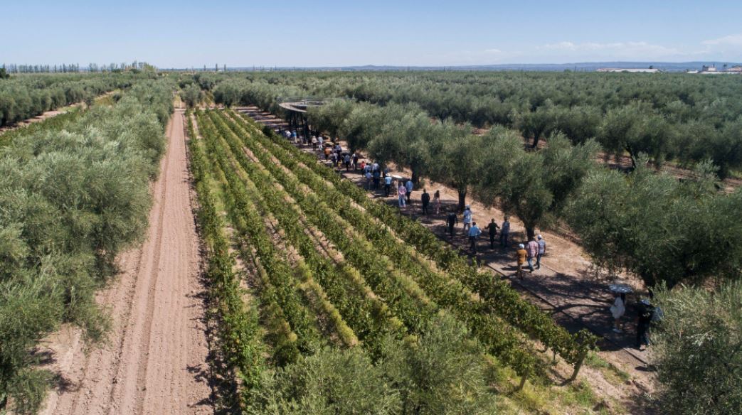 Luigi Bosca Vineyard Visit And Wine Tasting (4)