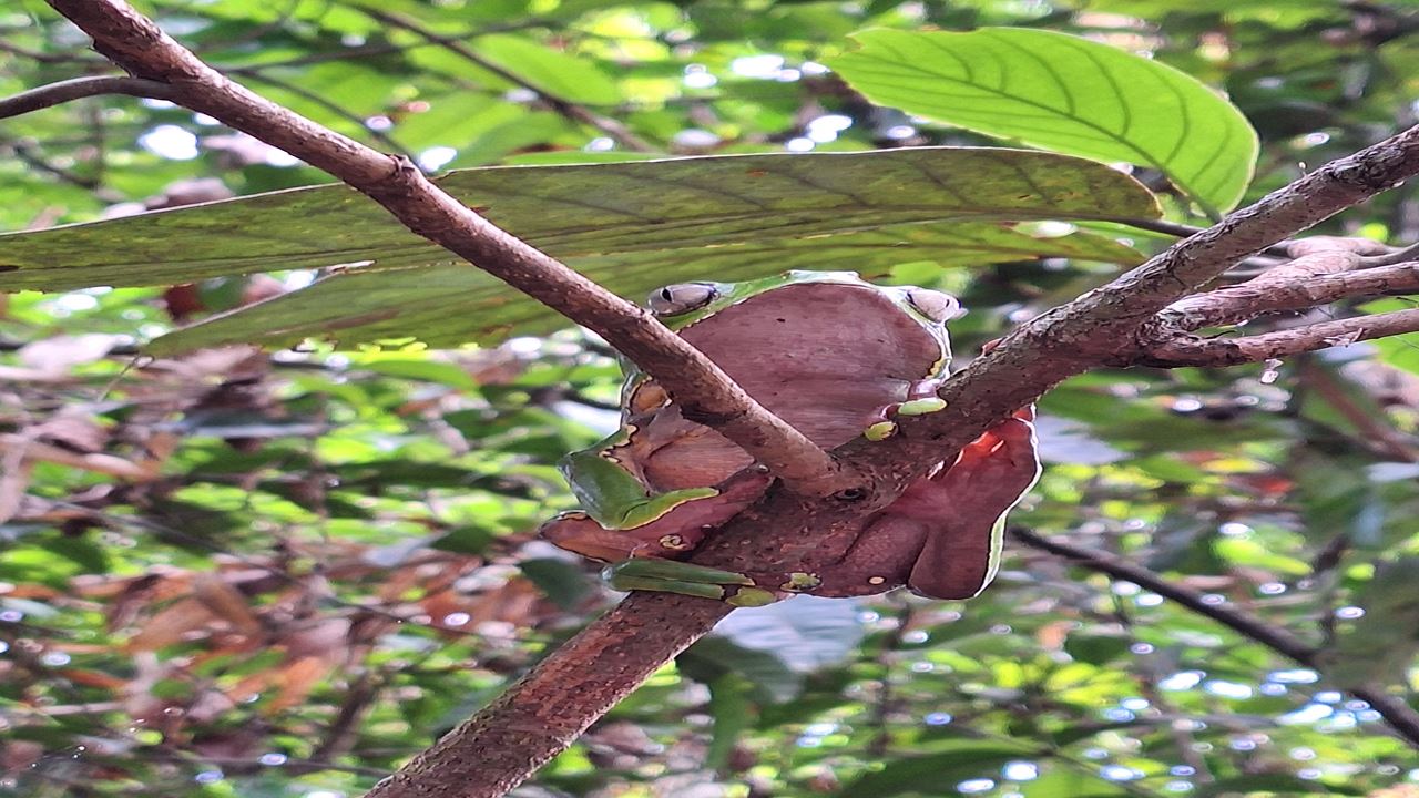 Pilpintuwasi Butterfly Farm And Native Tribes foto 7