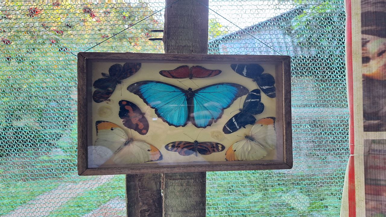Pilpintuwasi Butterfly Farm And Native Tribes foto 4