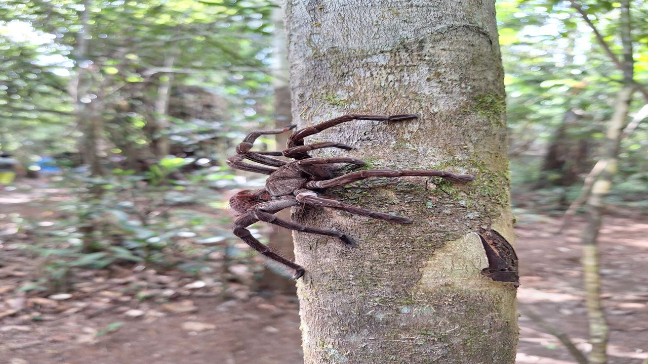 Pilpintuwasi Butterfly Farm And Native Tribes foto 9