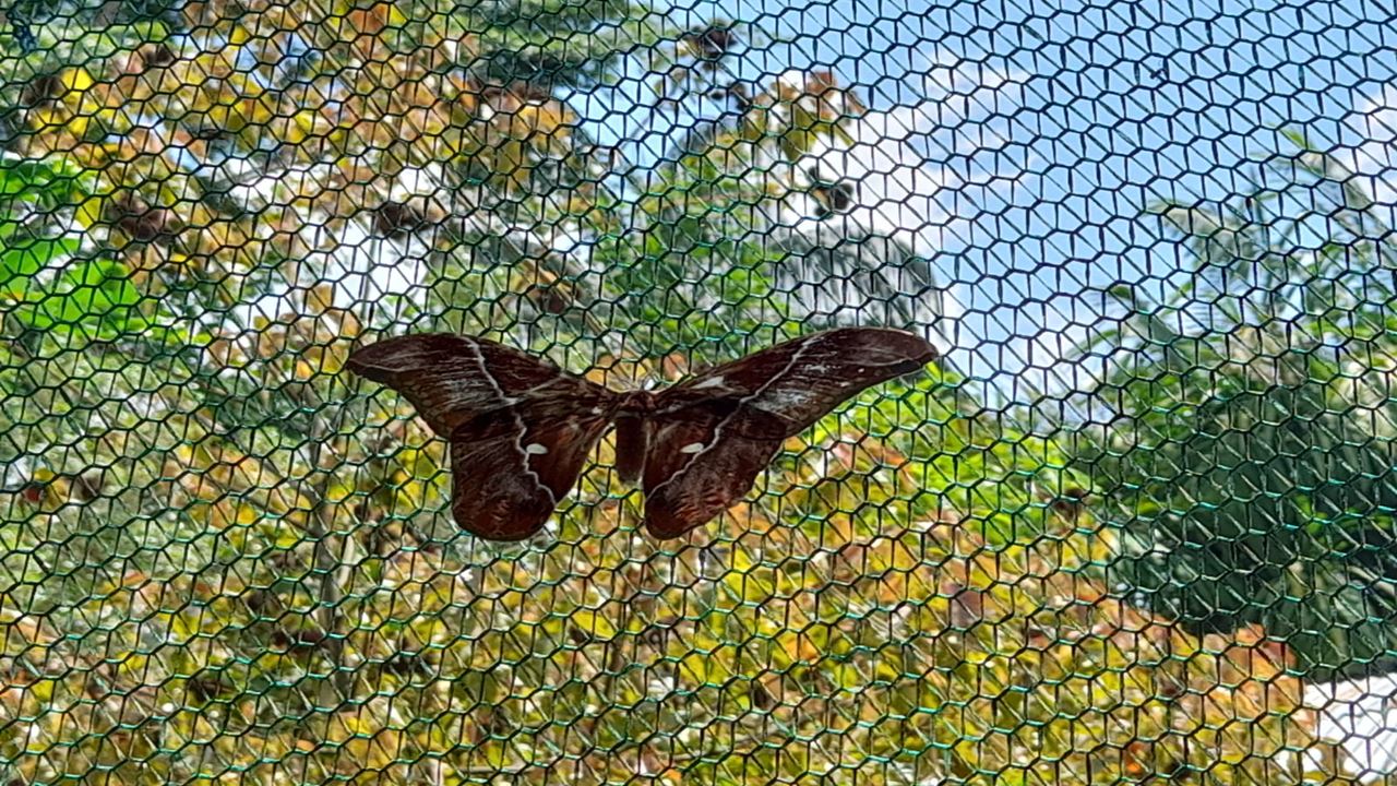 Pilpintuwasi Butterfly Farm And Native Tribes foto 2