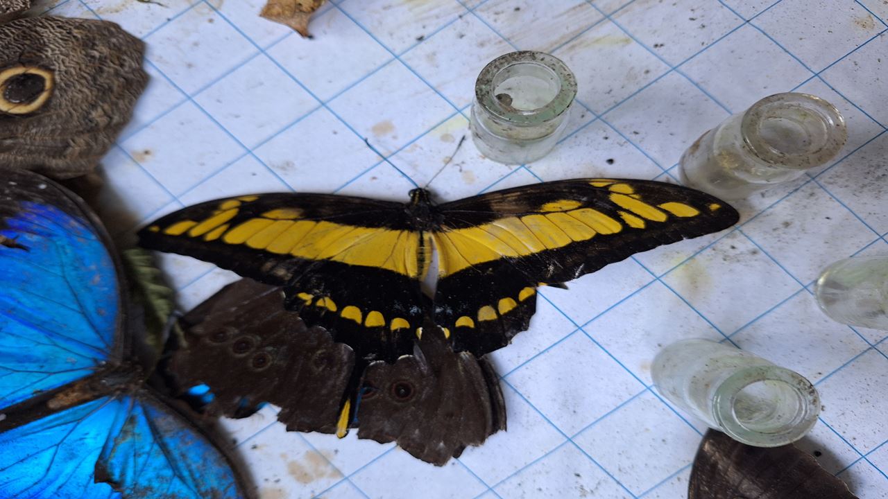 Pilpintuwasi Butterfly Farm And Native Tribes foto 3