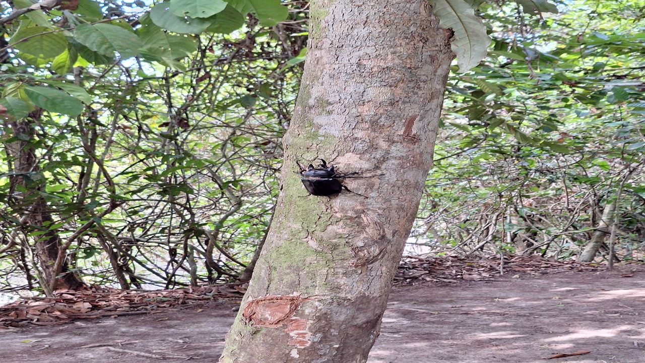 Pilpintuwasi Butterfly Farm And Native Tribes foto 11