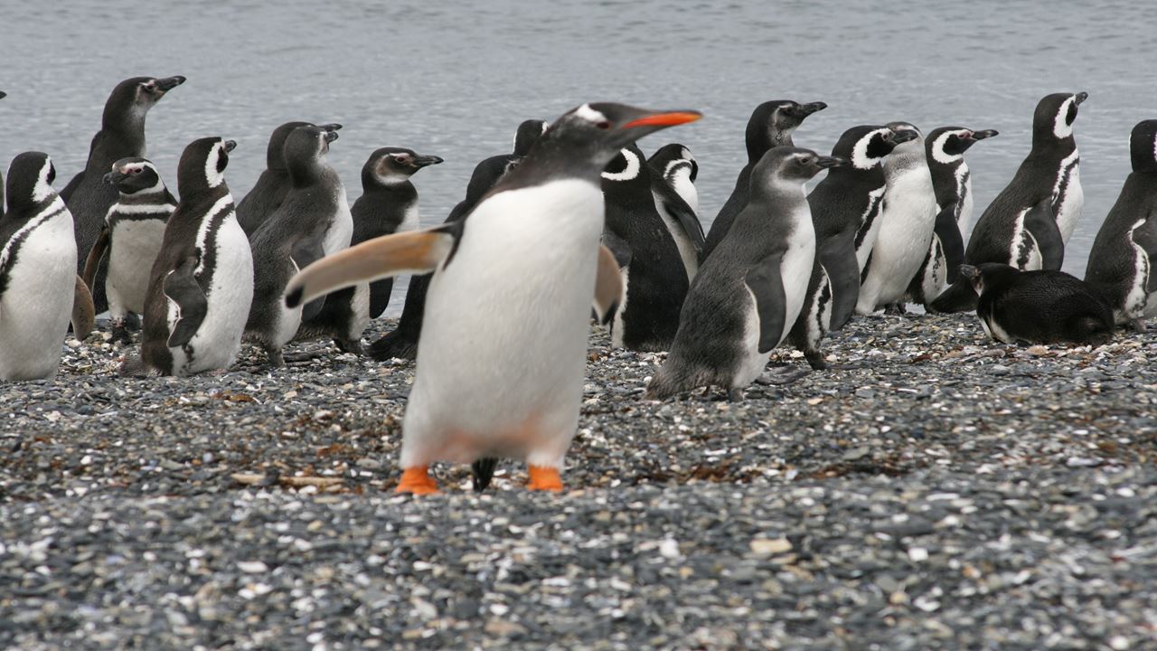 Navegación Canal De Beagle Y Caminata Con Pinguinos En Isla Martillo
 (1)
