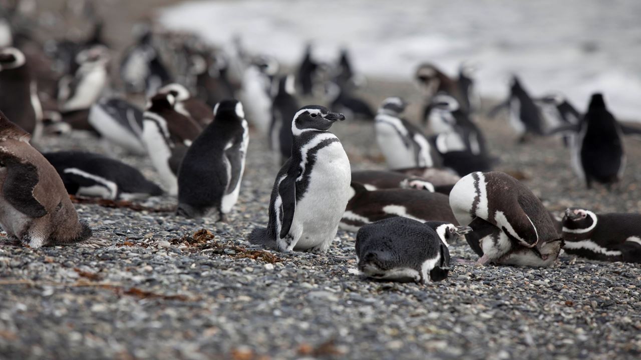 Navegación Canal De Beagle Y Caminata Con Pinguinos En Isla Martillo
 (7)