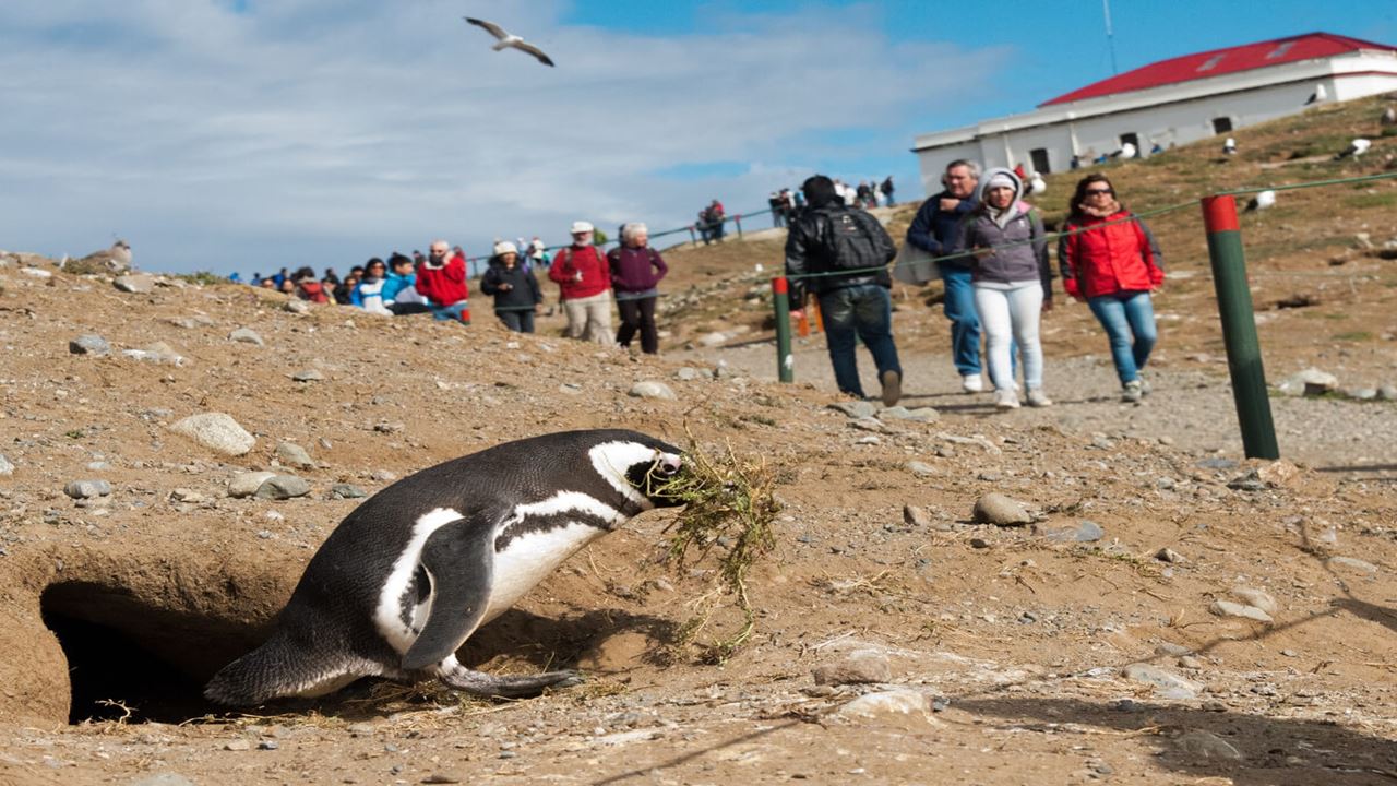 Navegacion Pingüinera Isla Magdalena foto 1