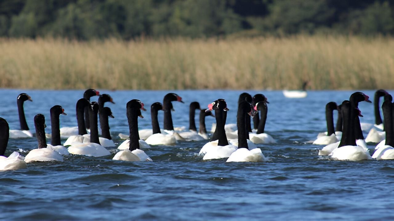 Navigation Punucapa And Its Natural Sanctuary In Valdivia foto 4