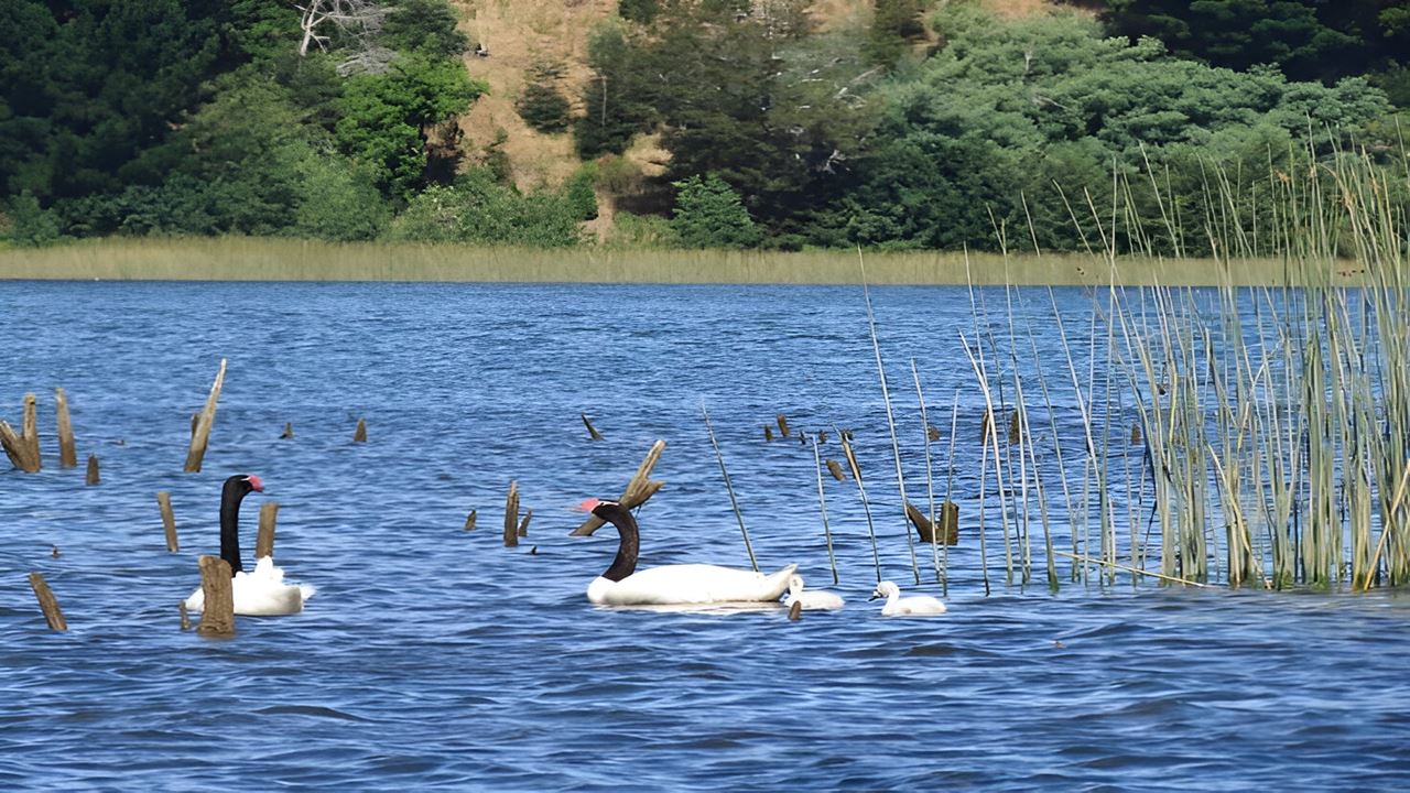 Navigation Punucapa And Its Natural Sanctuary In Valdivia foto 6