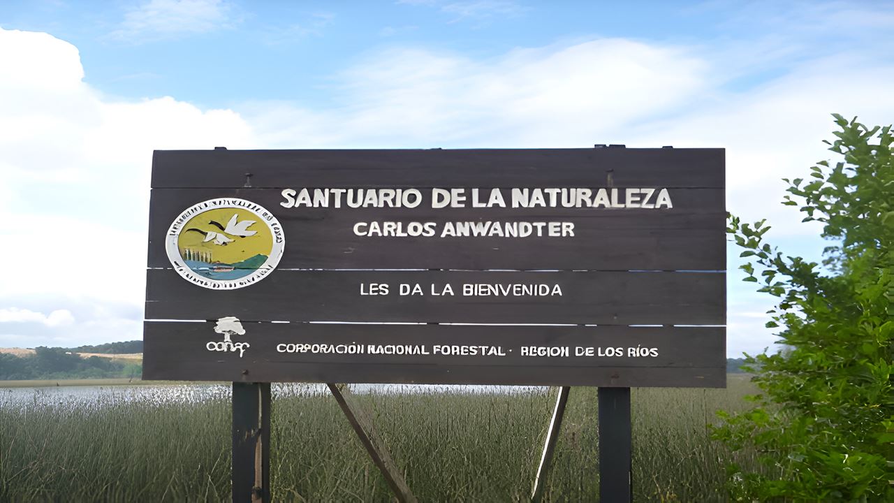 Navigation Punucapa And Its Natural Sanctuary In Valdivia foto 7