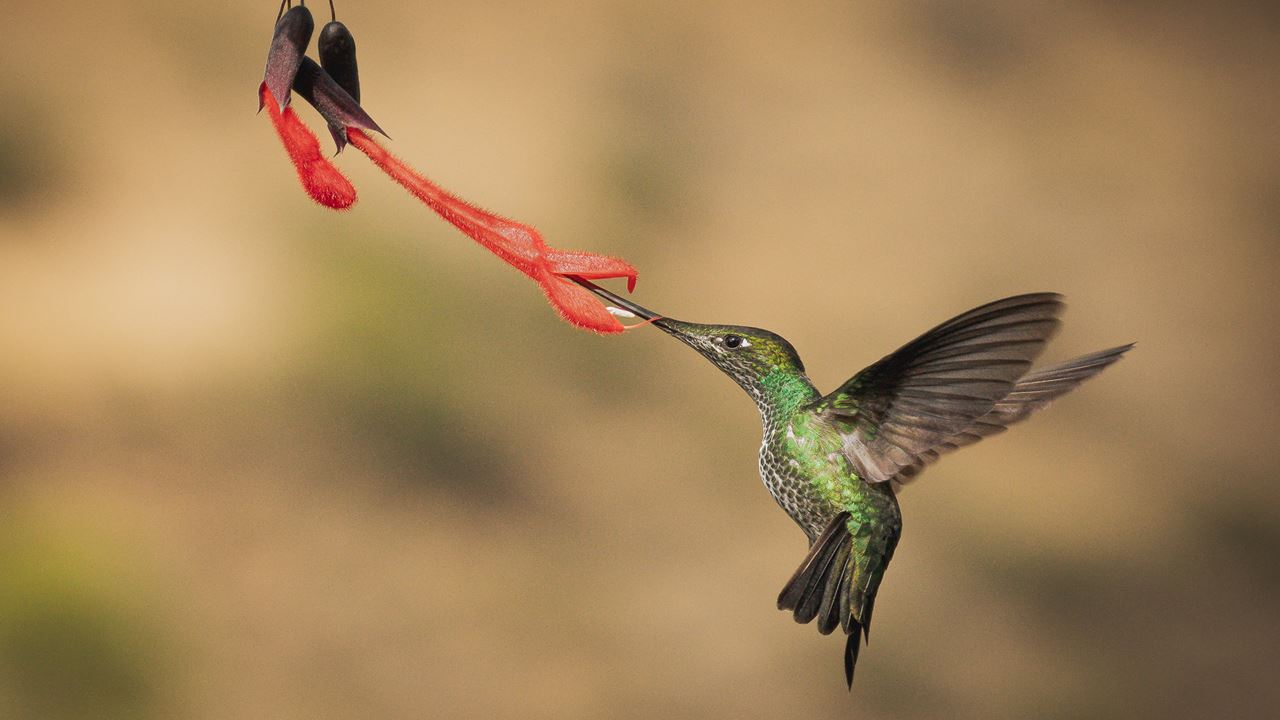 Observación De Aves Abra Malaga Desde Ollantaytambo (3)