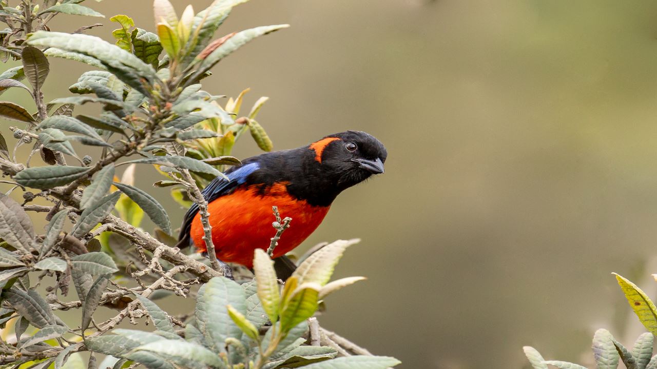 Observación De Aves Abra Malaga Desde Ollantaytambo (9)