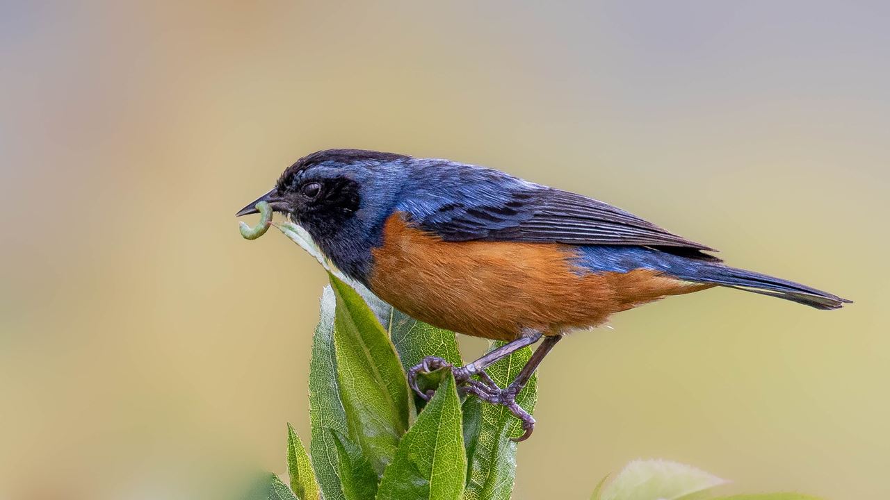 Observación De Aves Abra Malaga Desde Ollantaytambo (1)