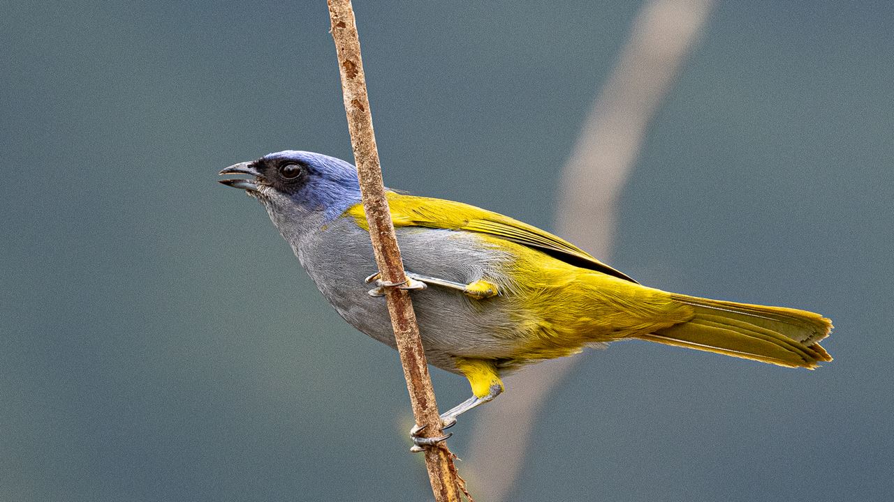 Observación De Aves Abra Malaga Desde Ollantaytambo (6)