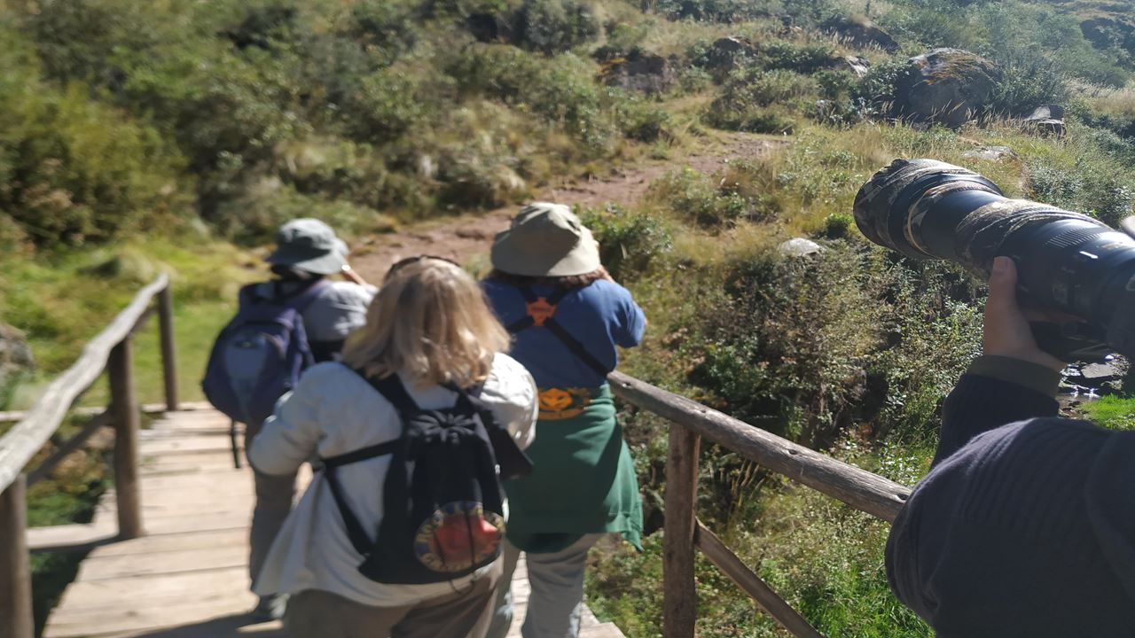 Observación De Aves Abra Malaga Desde Ollantaytambo (5)