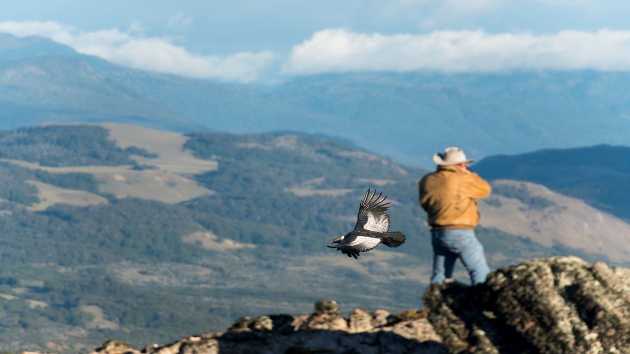 Observação De Condor - Coyhaique Alto. foto 3