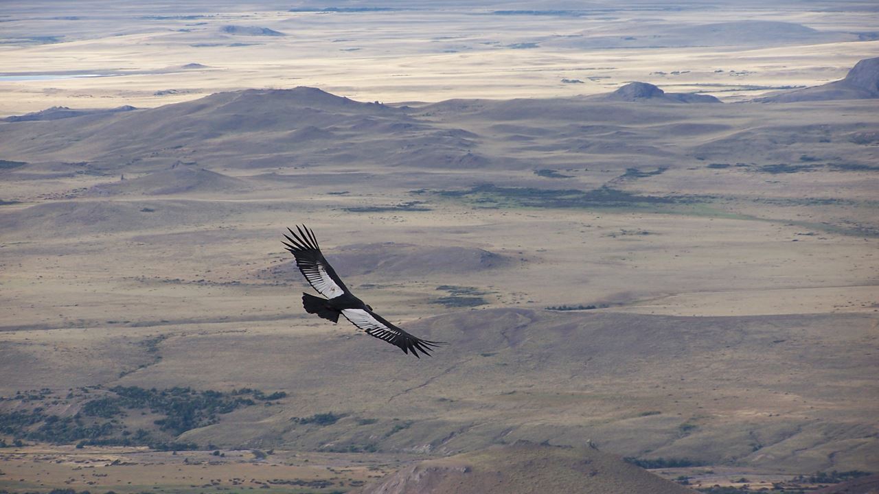 Observação De Condor - Coyhaique Alto. foto 7
