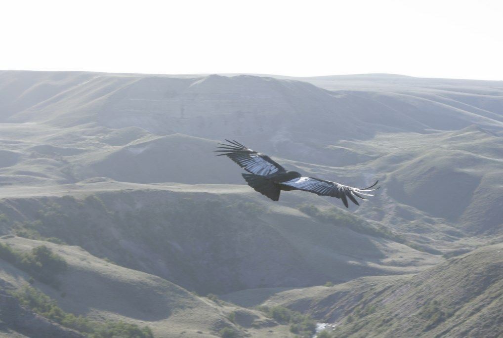 Observação De Condor - Coyhaique Alto. foto 8