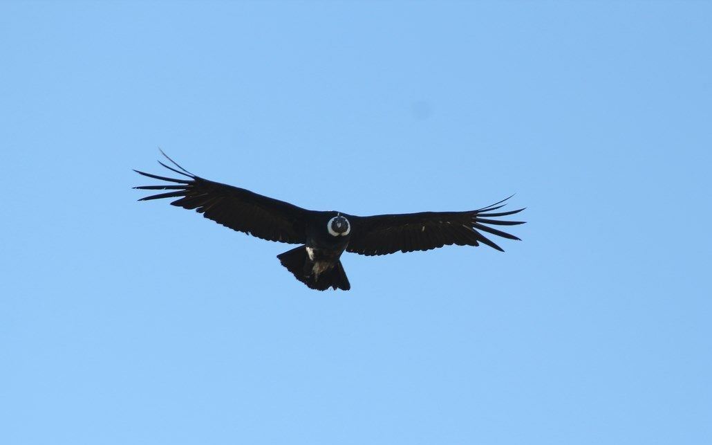 Observação De Condor - Coyhaique Alto. foto 9