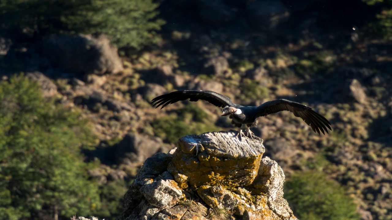 Observação De Condor - Coyhaique Alto. foto 2