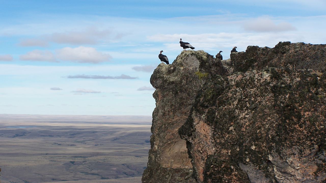 Observação De Condor - Coyhaique Alto. foto 6