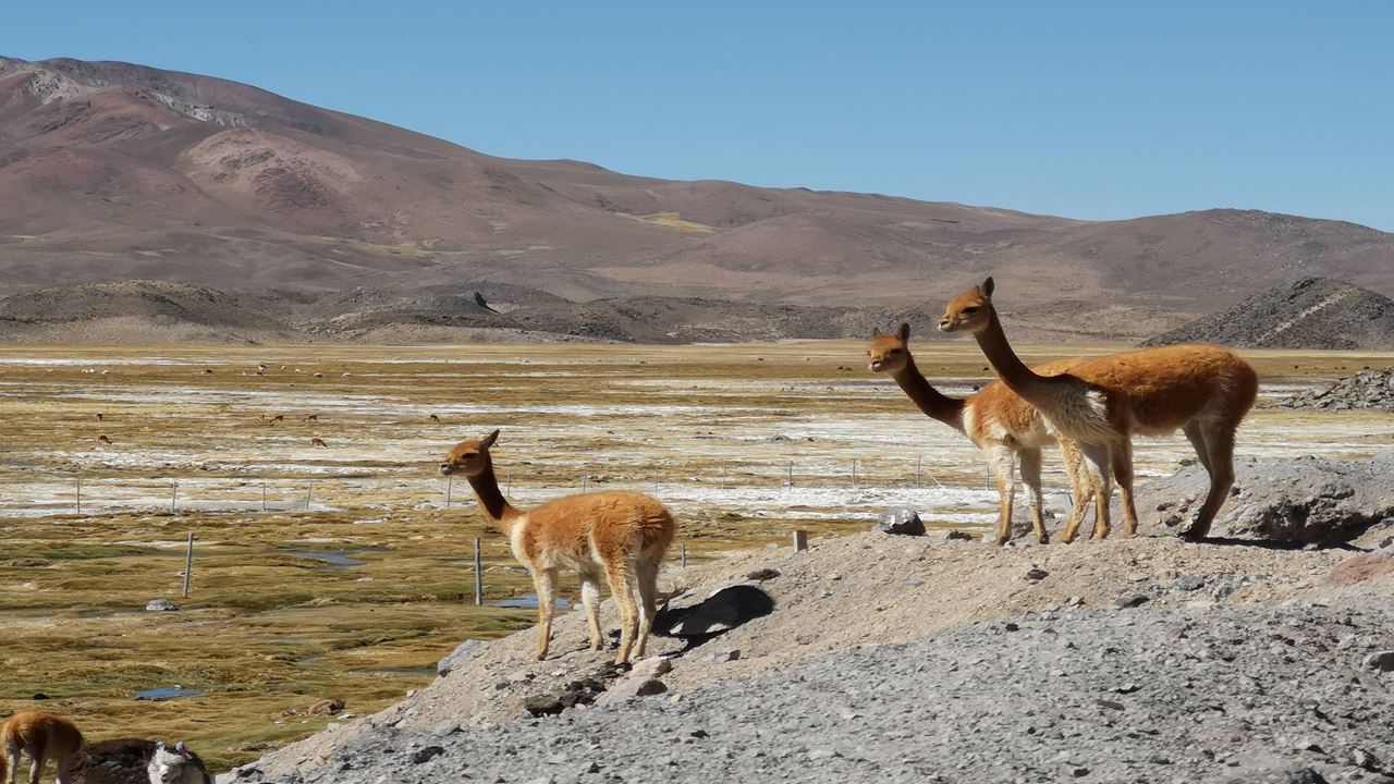 Parque Nacional Lauca E Lago Chungara foto 9