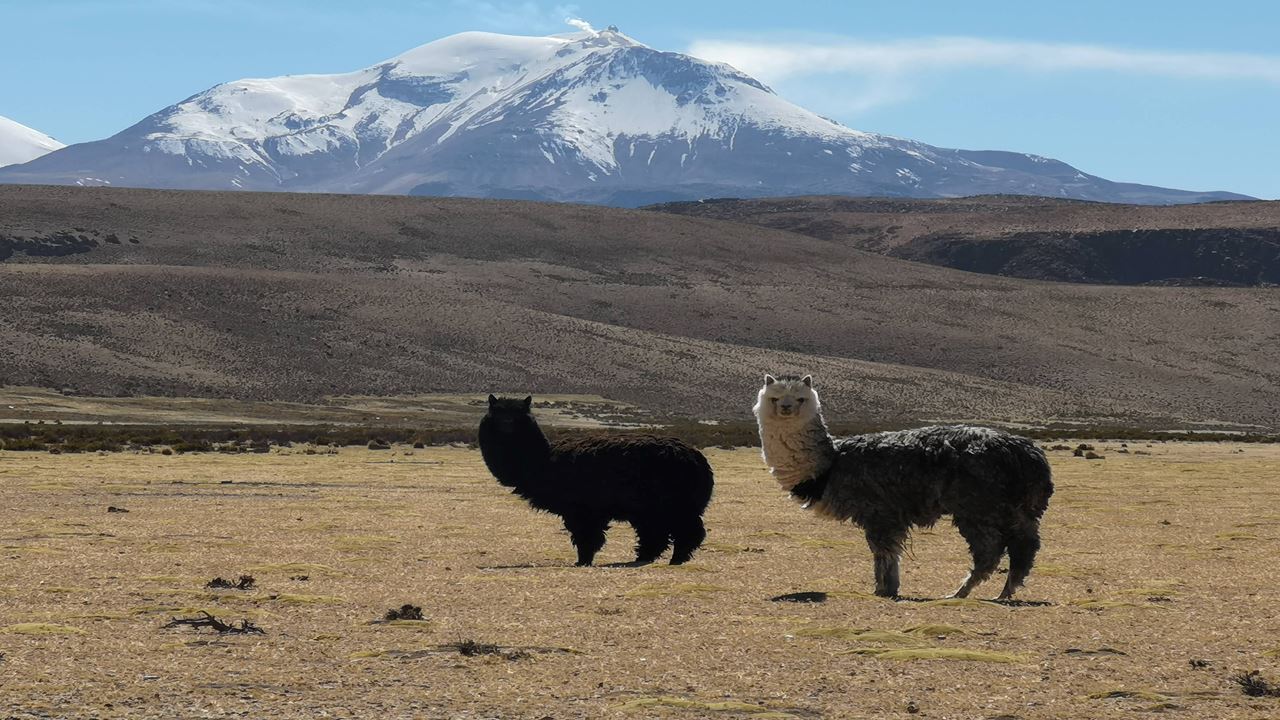 Parque Nacional Lauca E Lago Chungara foto 8