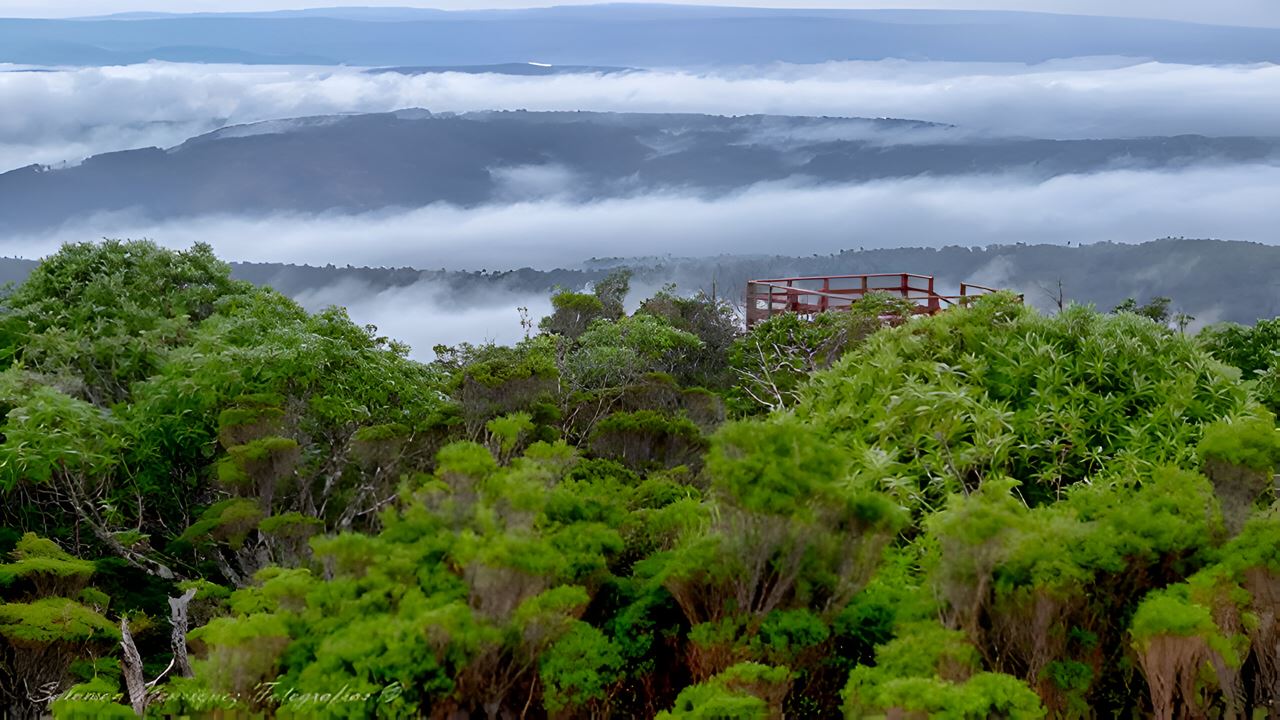 Parque Oncol Em Valdivia, História E Trilhas Naturais foto 3
