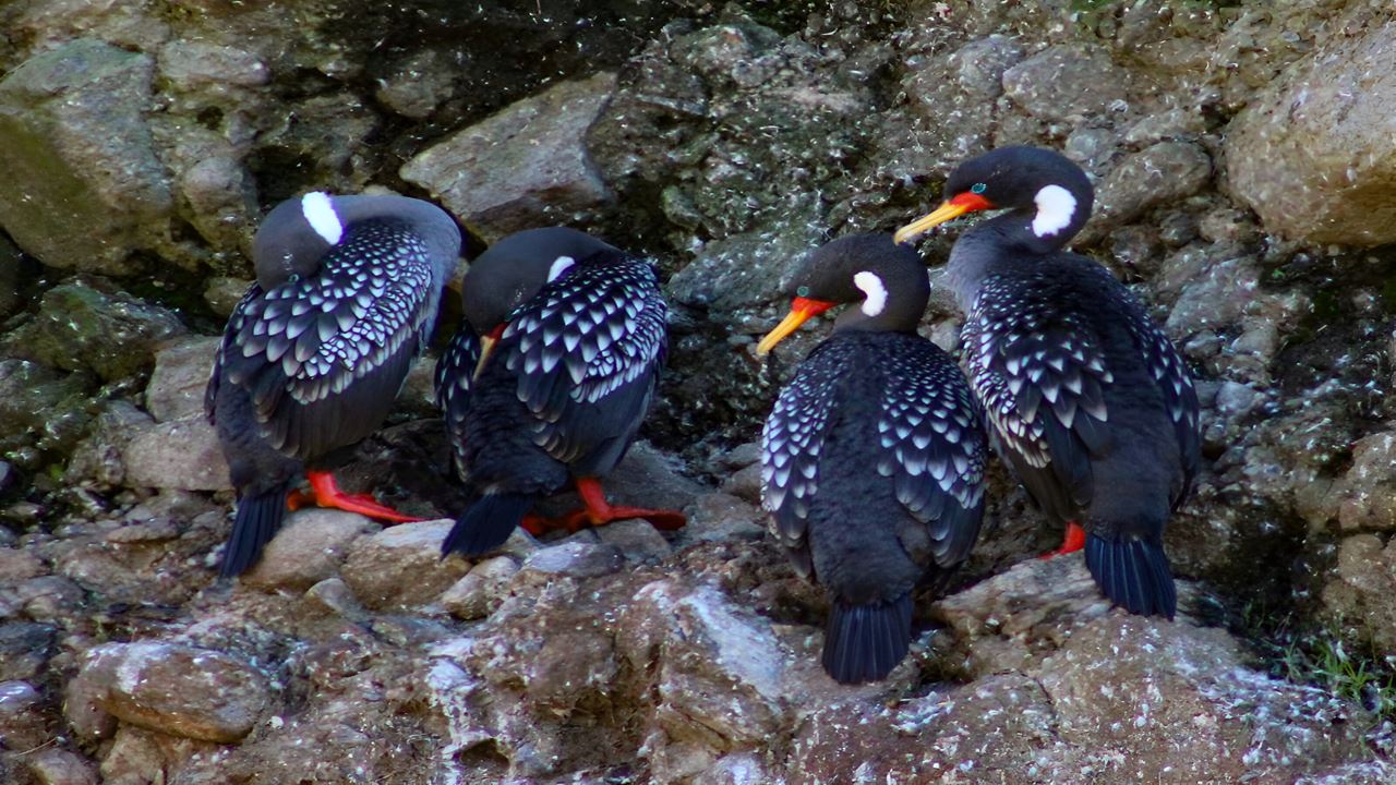 Parque Oncol Em Valdivia, História E Trilhas Naturais foto 6