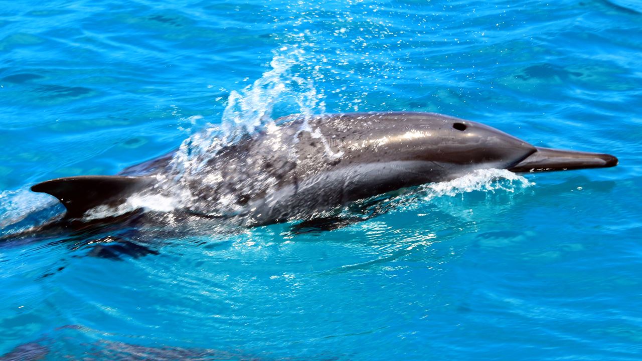 Paseo En Barco foto 1