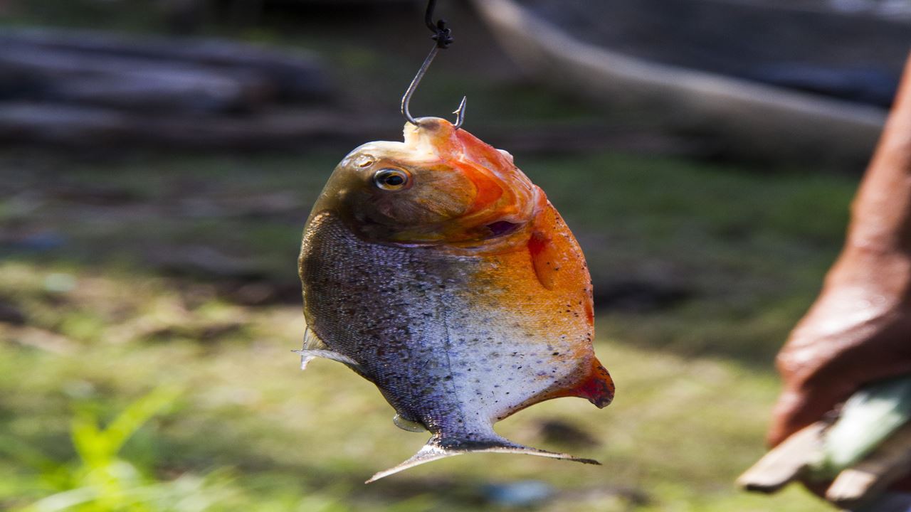 Pesca De Piranha No Rio Amazonas foto 6