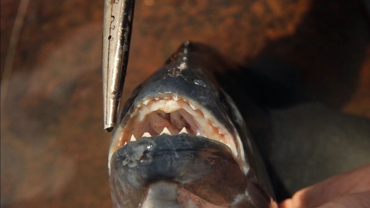 Pesca De Piranha No Rio Amazonas foto 4