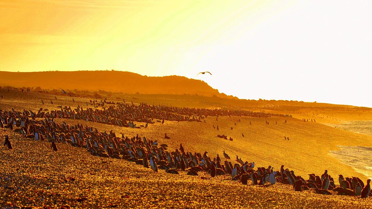Penguins At Estancia San Lorenzo In Peninsula Valdés (2)