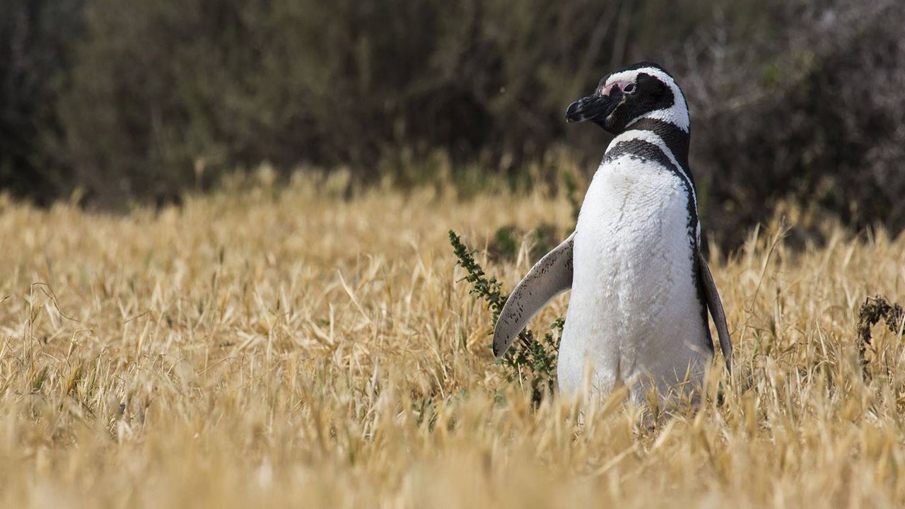 Penguins At Estancia San Lorenzo In Peninsula Valdés (8)