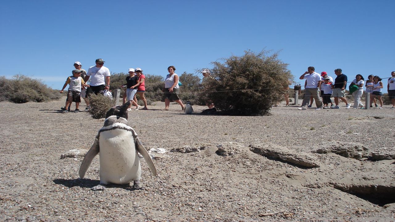 Pinguins E Península Valdés foto 7