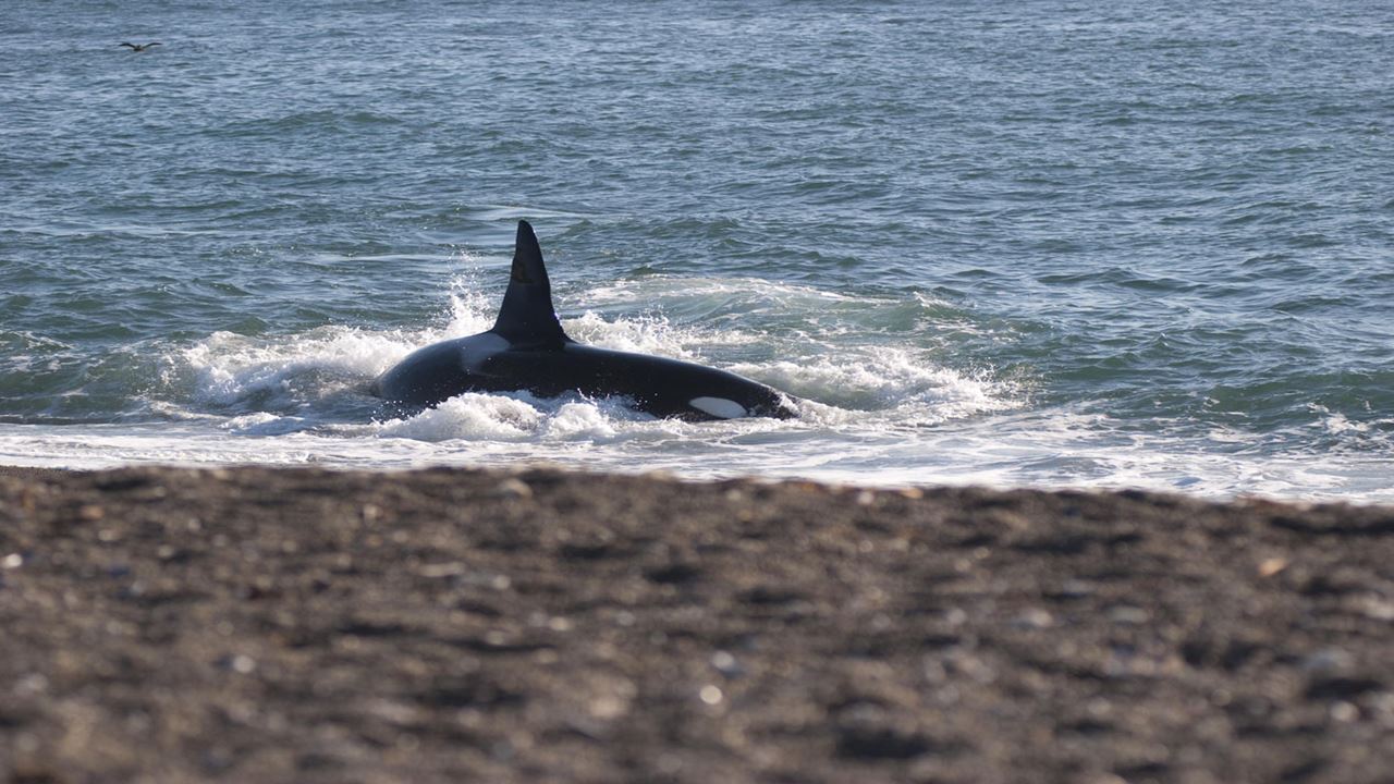 Pinguins E Península Valdés foto 3