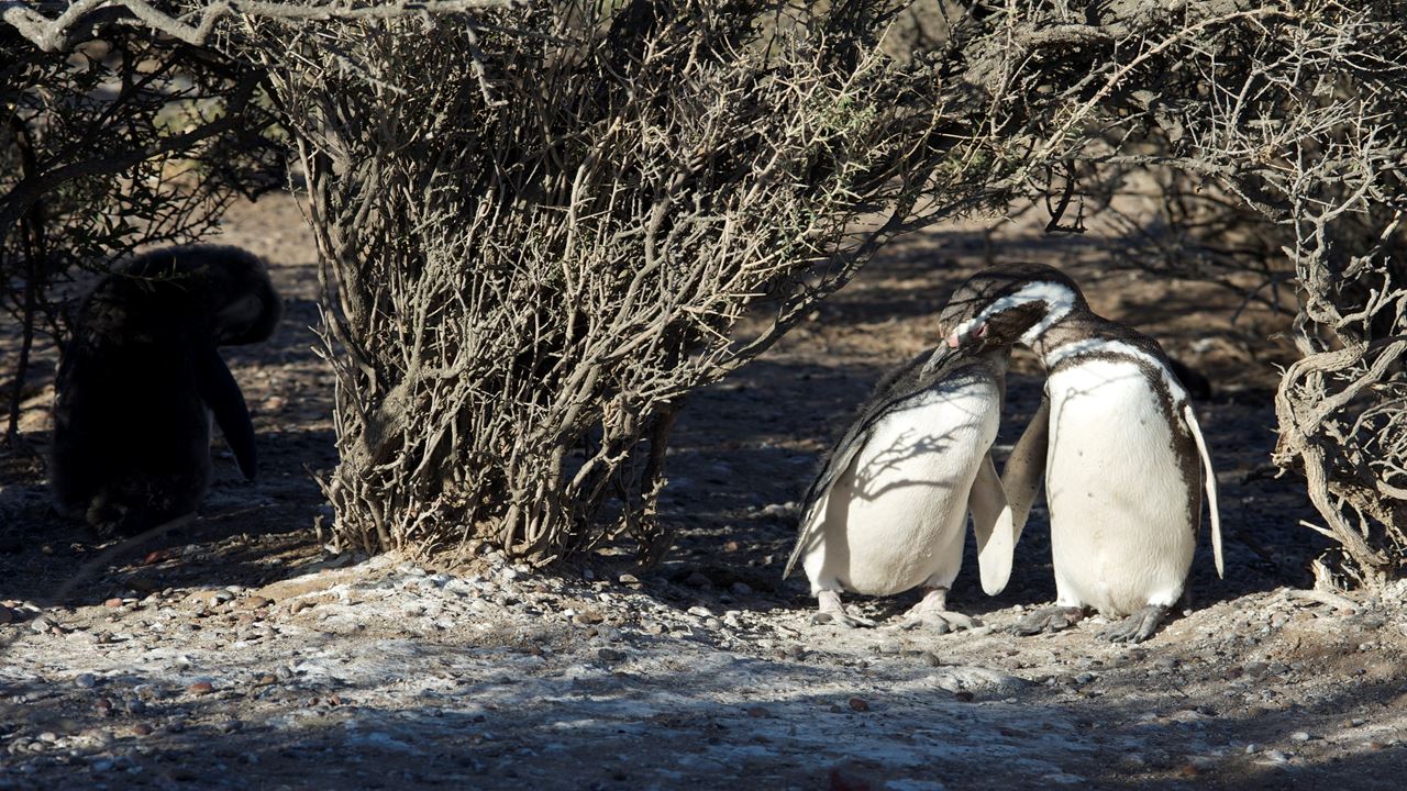 Punta Tombo Com Observação De Pinguins E Doninas (3)