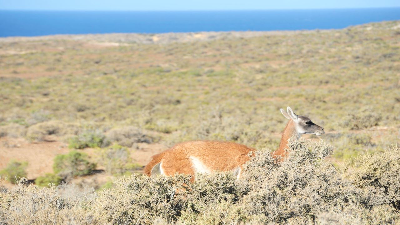 Punta Tombo Com Observação De Pinguins E Doninas (1)