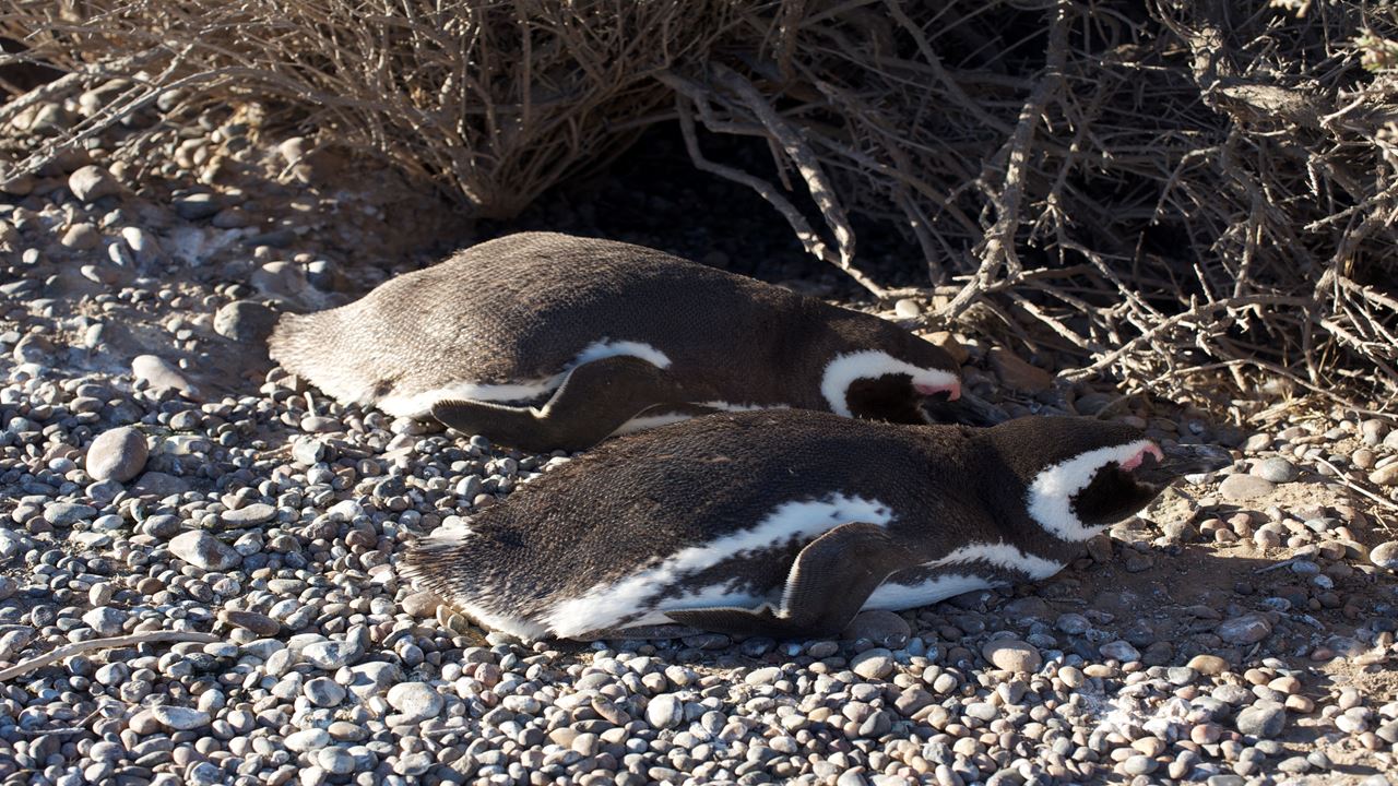 Punta Tombo Com Observação De Pinguins E Doninas (2)