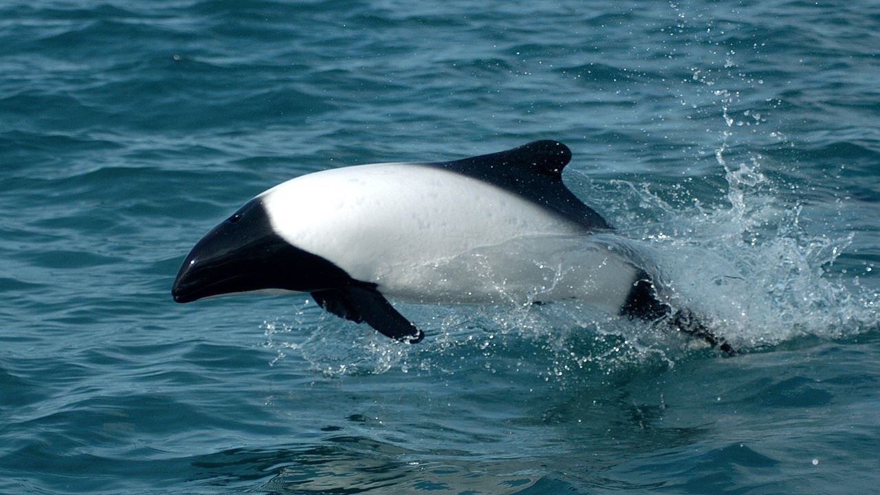 Punta Tombo Com Observação De Pinguins E Doninas (5)