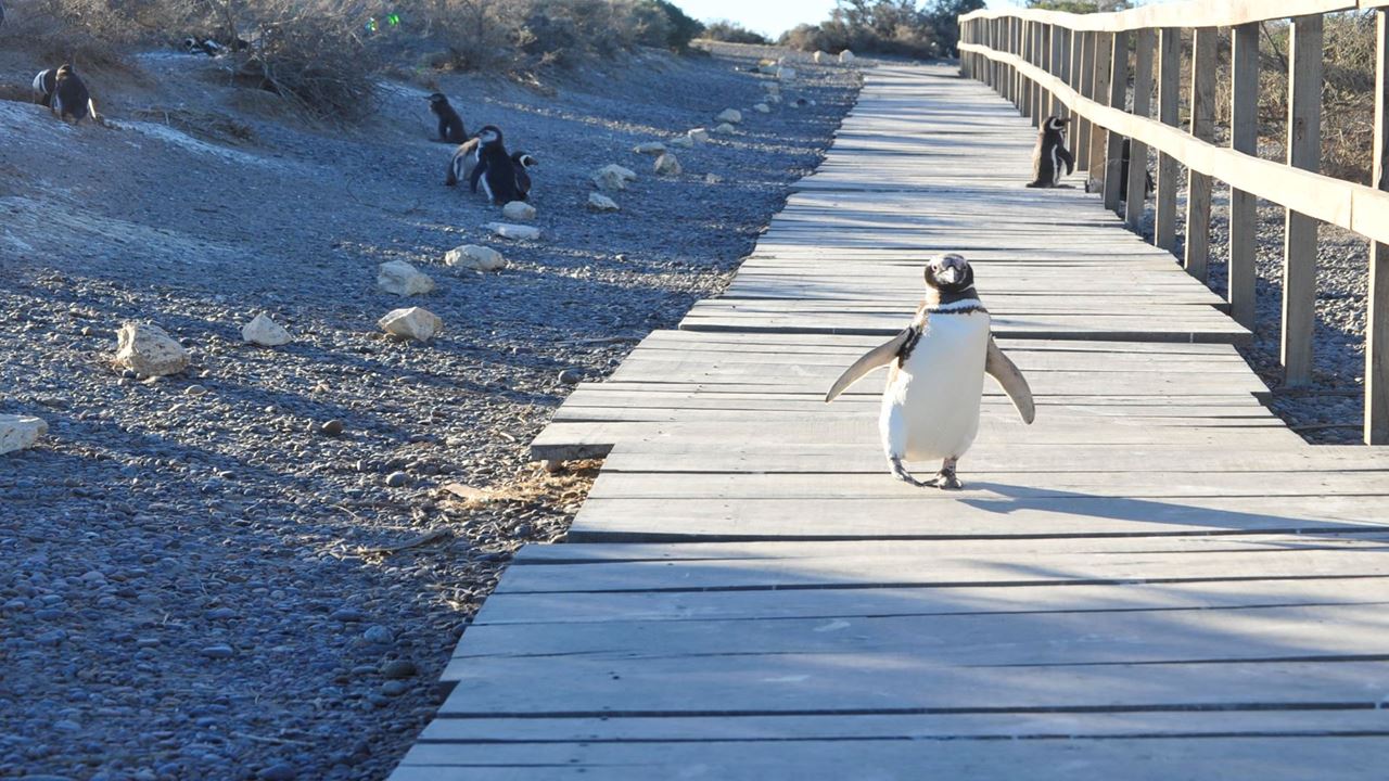 Punta Tombo Com Observação De Pinguins E Doninas (7)