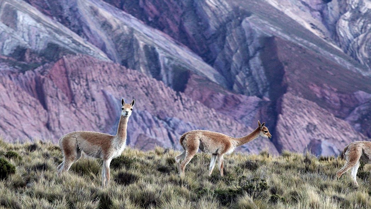 Quebrada De Humahuaca: Passeio Com Mirante El Hornocal foto 5