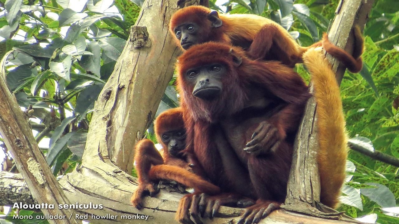 Recorrido De Un Día Al Santuario De La Flora Y Fauna Otún Quimbaya foto 1
