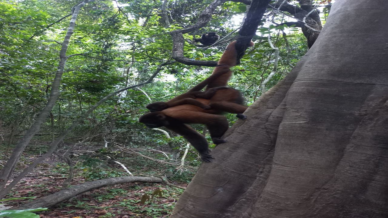 Pacaya Samiria National Reserve foto 10