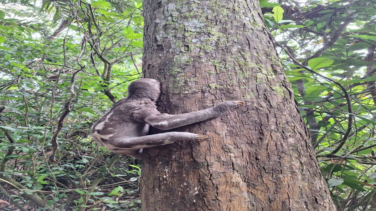 Pacaya Samiria National Reserve foto 6