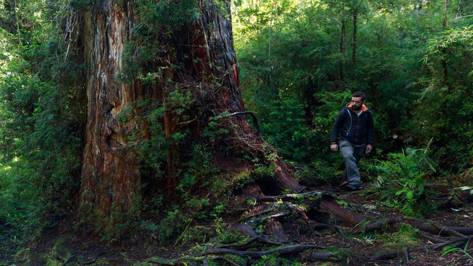 Rota Ancestral Alerce E Lagoa Chaiquenes: Trekking Ao Parque Nacional Alerce Andino foto 6