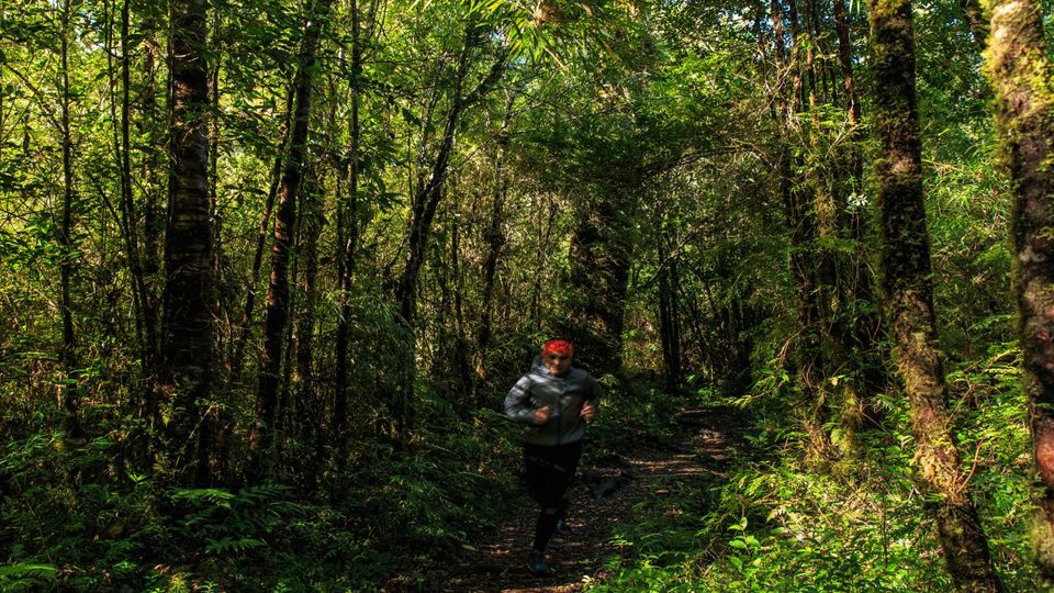 Rota Ancestral Alerce E Lagoa Chaiquenes: Trekking Ao Parque Nacional Alerce Andino foto 2