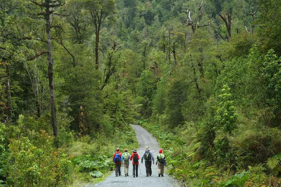 Rota Ancestral Alerce E Lagoa Chaiquenes: Trekking Ao Parque Nacional Alerce Andino foto 1