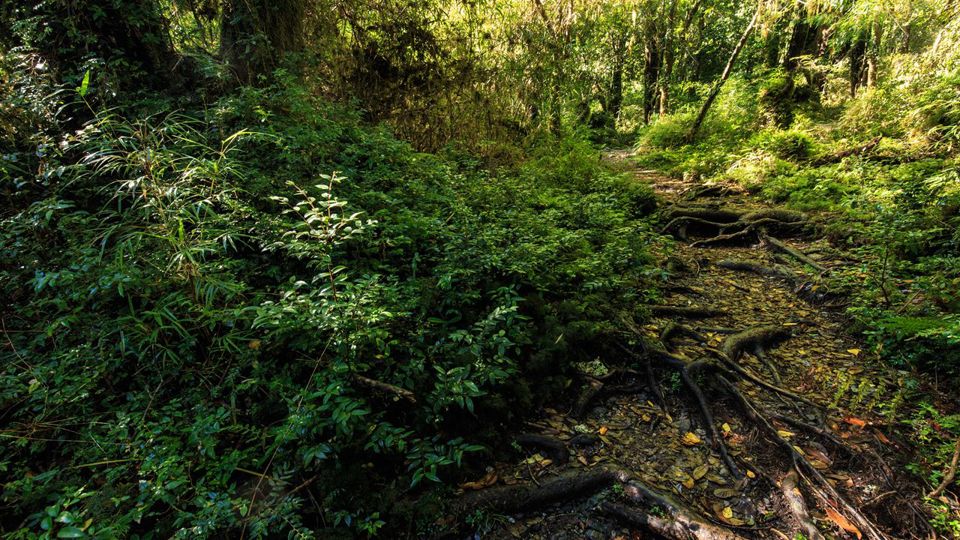 Rota Ancestral Alerce E Lagoa Chaiquenes: Trekking Ao Parque Nacional Alerce Andino foto 4