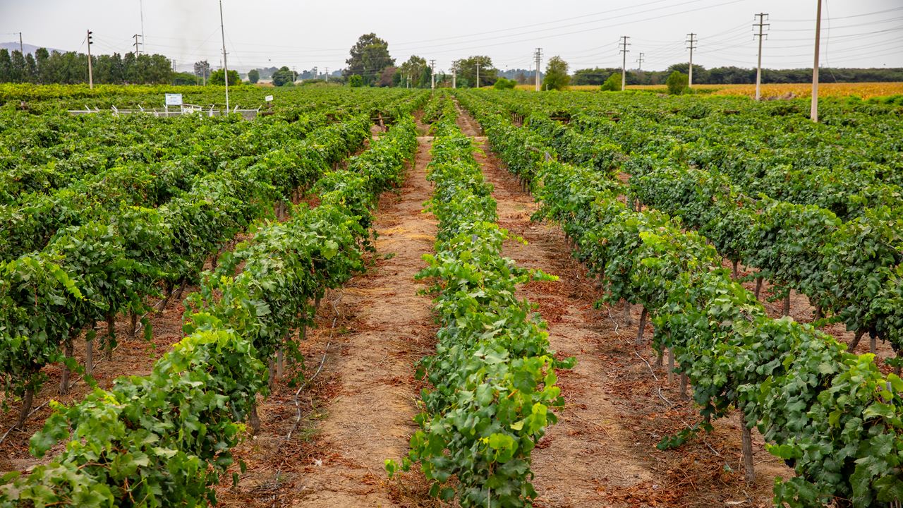 Rota Das Vinícolas E Vinhas De Pisco foto 5